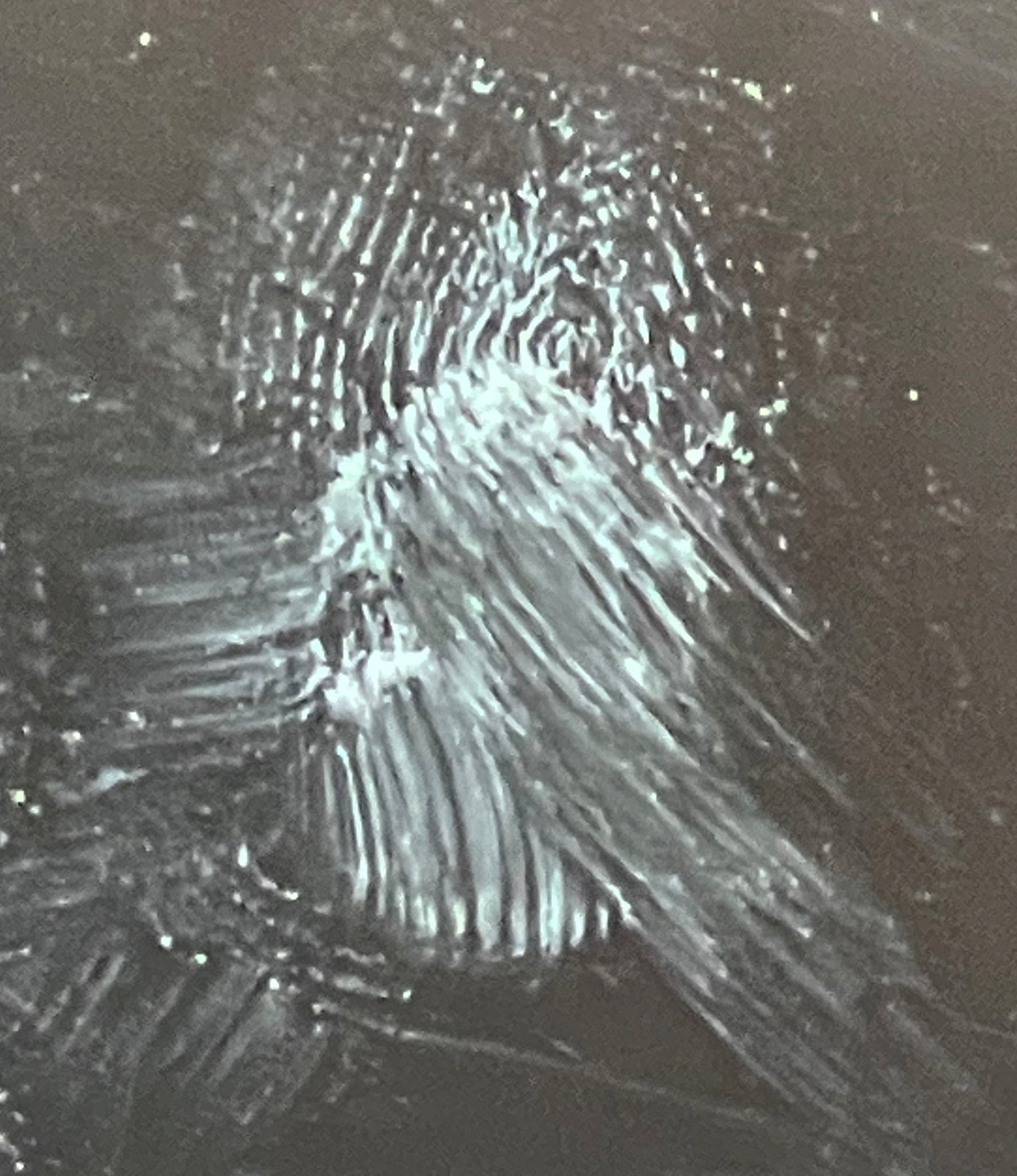 Ghostly face profile fingerprint floating in the black lacquer under raking light